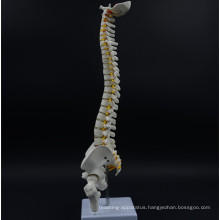 Latest technology normal spine model